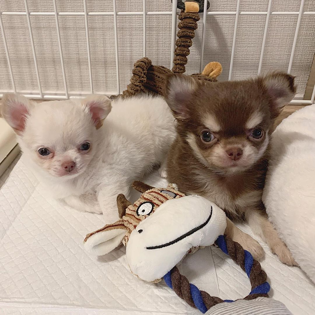 Apple & Bailey, cachorro hembra Chihuahua